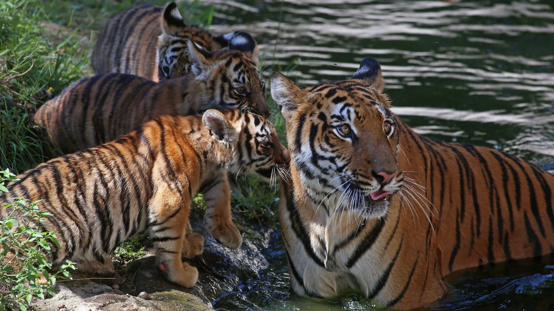 837192_Tigres Zoo Gdl 5_impreso